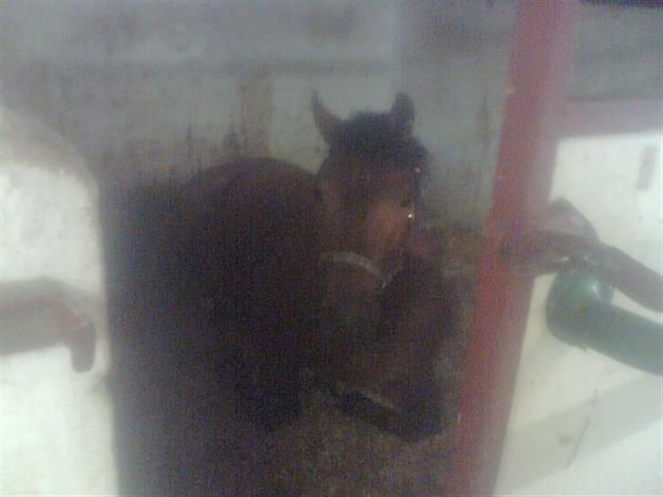 New Forest l Fair Choice Dandy<3:*' - han er blevet træt? xD hos Lene Bæk . fordi at du er nuttet!  - elsker dig, så meget miin skat <33 billede 6