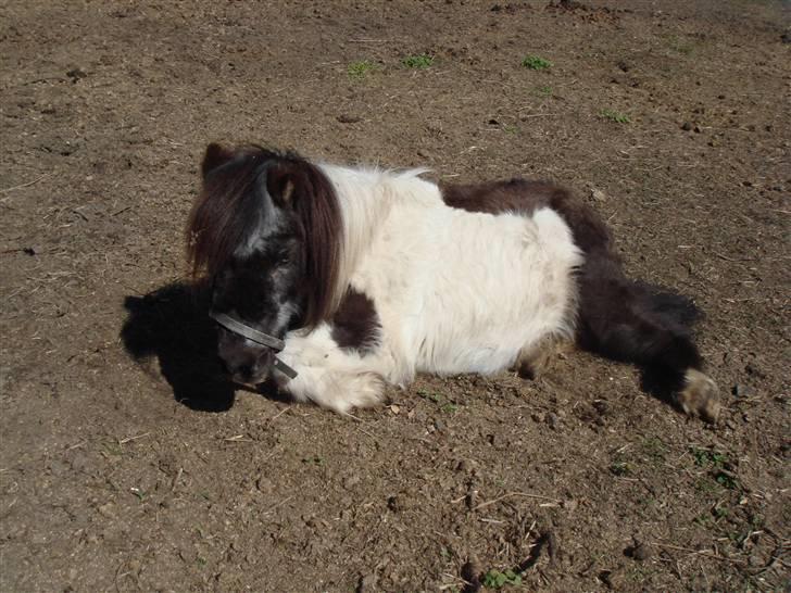 Shetlænder Plet - Når du tar bare billeder af søde lille mig billede 15