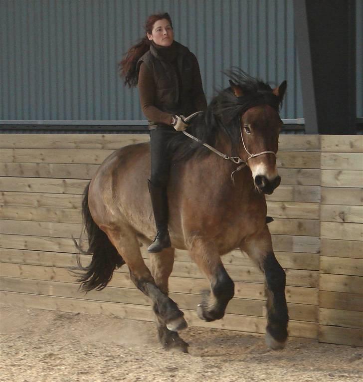 Nordsvensk Skovhest Herkules (Solgt) billede 11