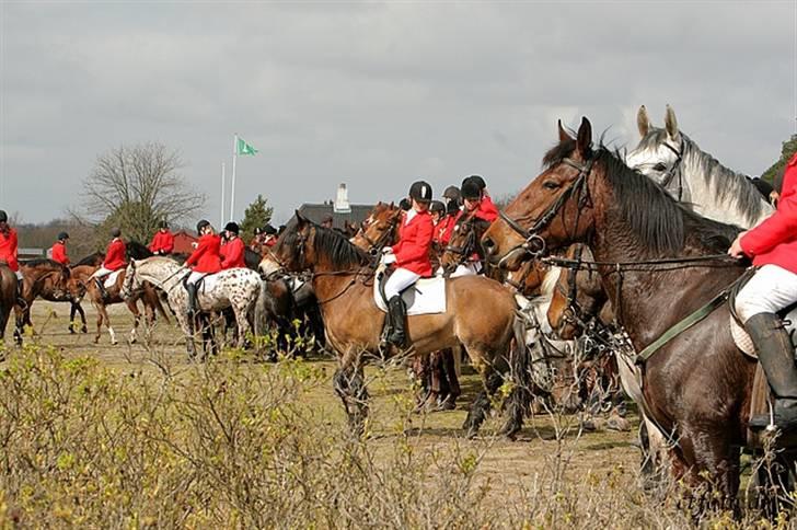 Nordsvensk Skovhest Herkules (Solgt) billede 13