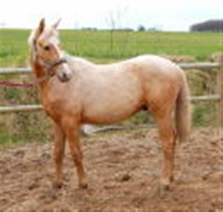 Palomino Kvistgaards Calando Blue  billede 12