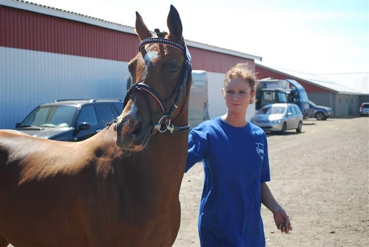 DSP Nørlunds Eliza (Solgt) - Til følskue med Noa billede 7