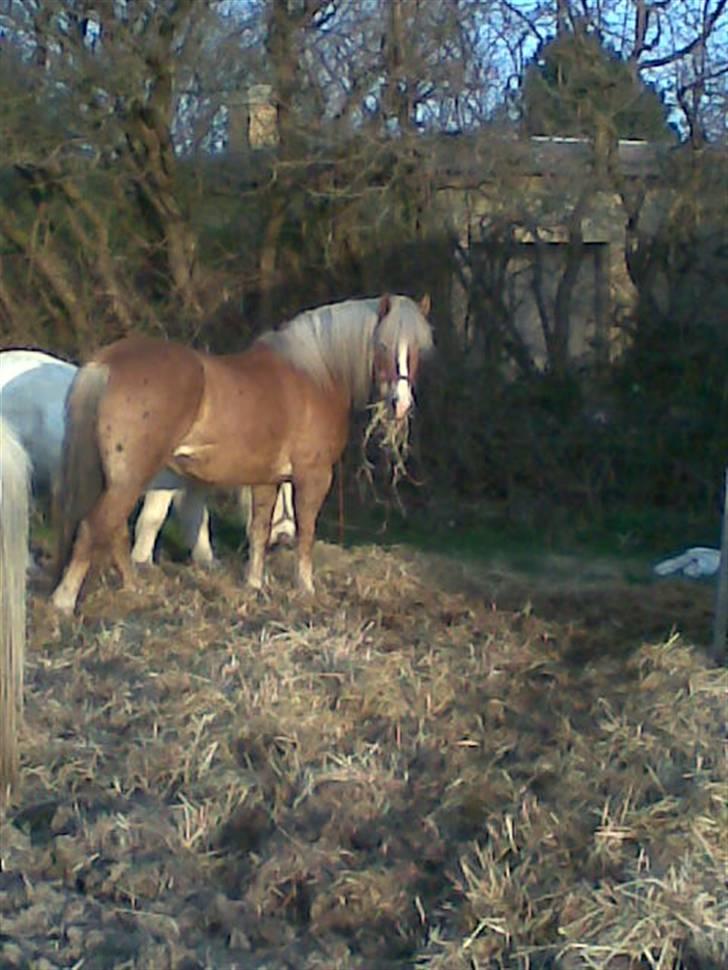 Haflinger **Miss Sunshine** - Dejligt at guffe noget hø:-D billede 1