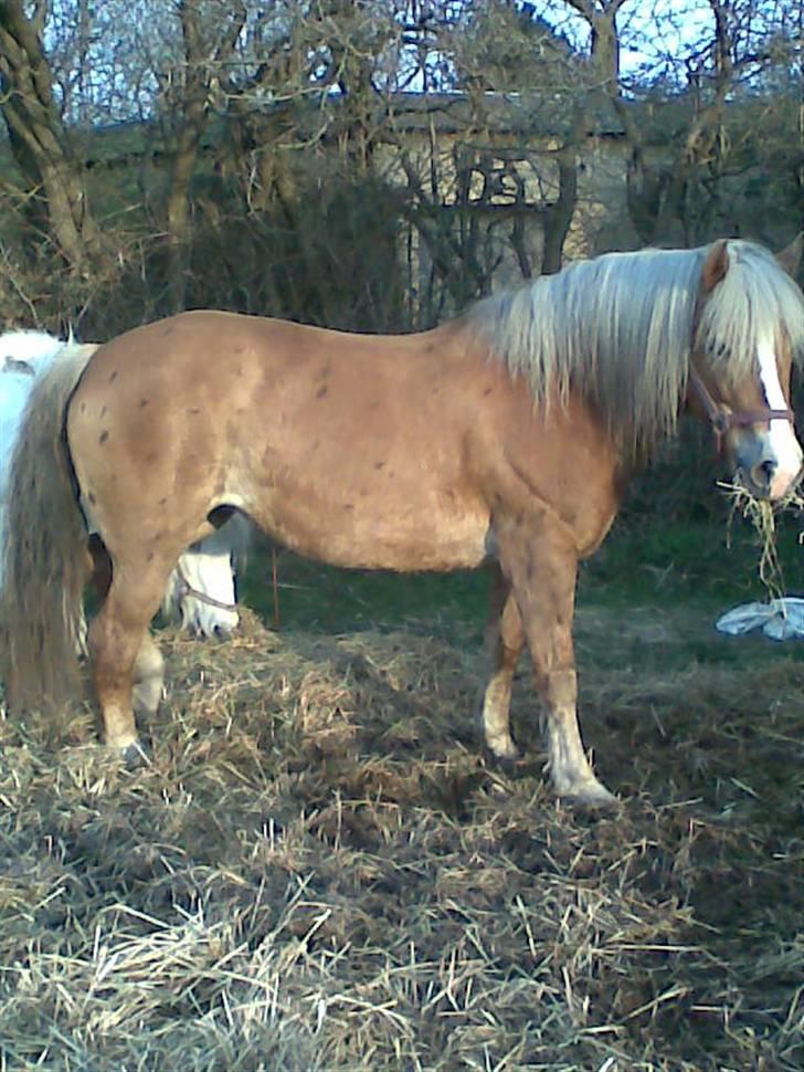 Haflinger **Miss Sunshine** - Her er jeg så:-D billede 2