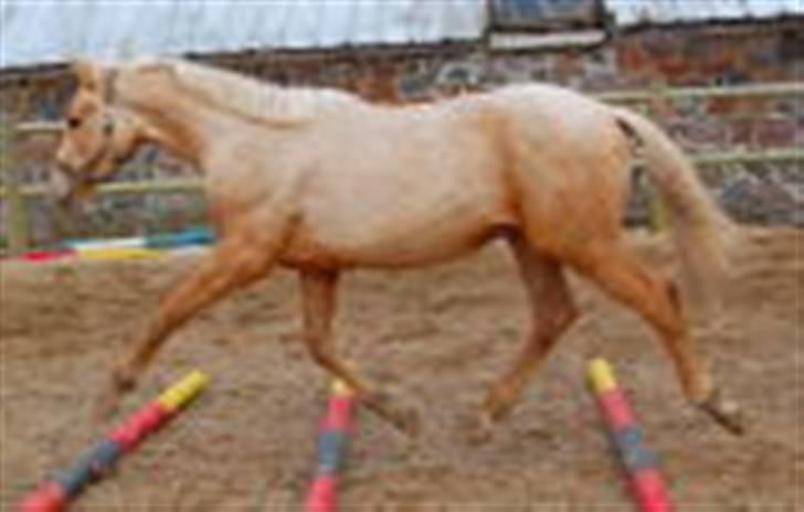 Palomino Kvistgaards Calando Blue  billede 16