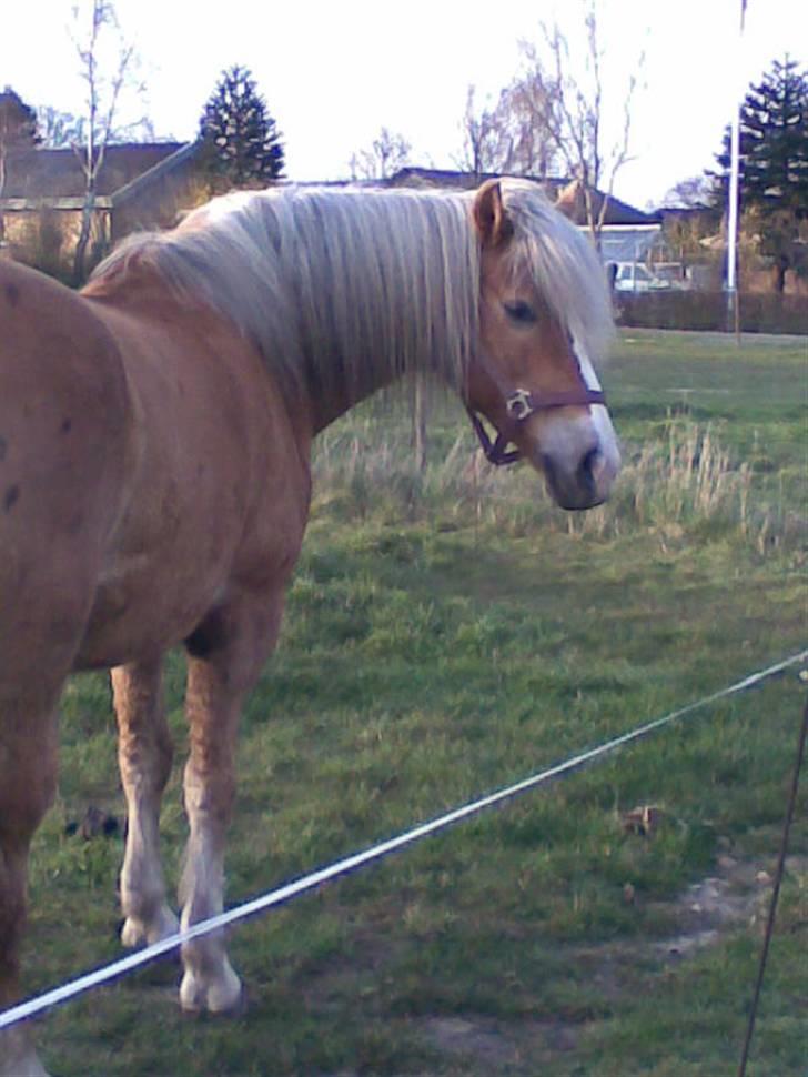 Haflinger **Miss Sunshine** - Hej med dig:-D billede 3