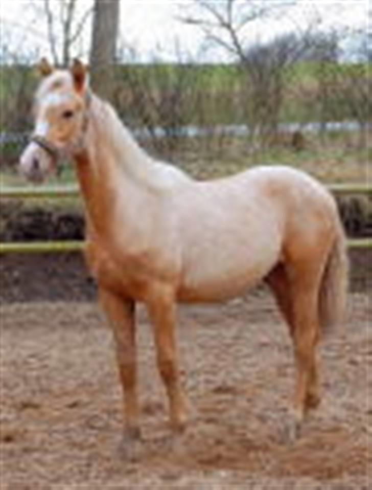 Palomino Kvistgaards Calando Blue  billede 17