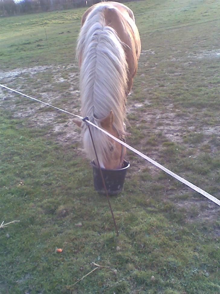 Haflinger **Miss Sunshine** - Mmmmh, dejligt med mad:-D billede 4