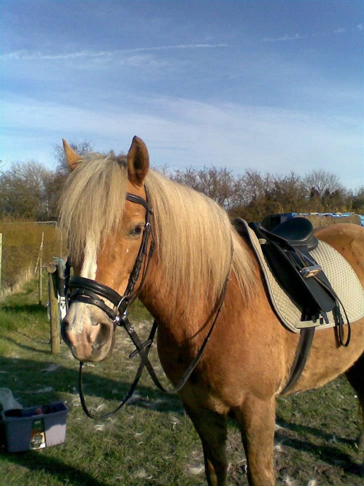 Haflinger **Miss Sunshine** - Så er Man da klar til at ride billede 5