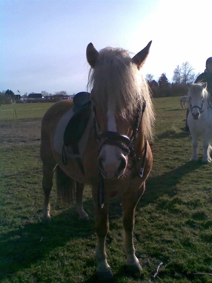 Haflinger **Miss Sunshine** - Yeah, Nu er vi klar til at ride:-D billede 6