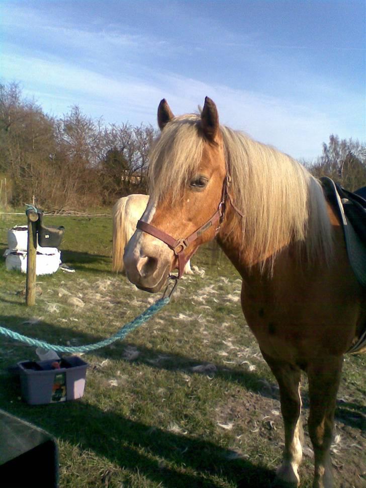 Haflinger **Miss Sunshine** - Haffe nyder at blive gjort klar til at ride:-D billede 7