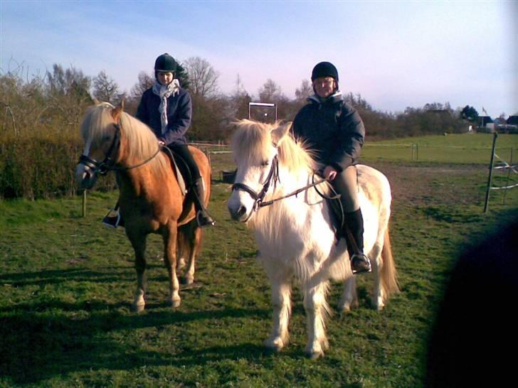 Haflinger **Miss Sunshine** - Mig, Haffe, min mor og Islænderen Hrisla. billede 8