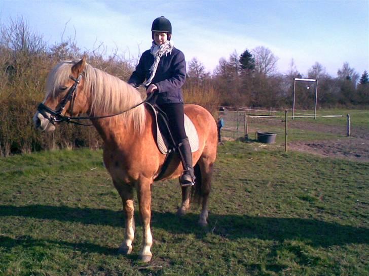 Haflinger **Miss Sunshine** - Haffe ser noget spænende i hækken.. hmm.. hihih billede 9