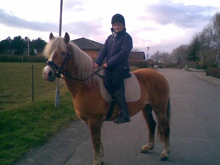 Haflinger **Miss Sunshine** - Mig og Haffe på vej på tur:-D  Er hun ikke dejlig?? hehe billede 11