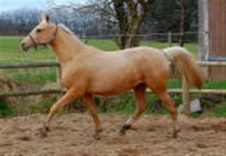 Palomino Divagé billede 11