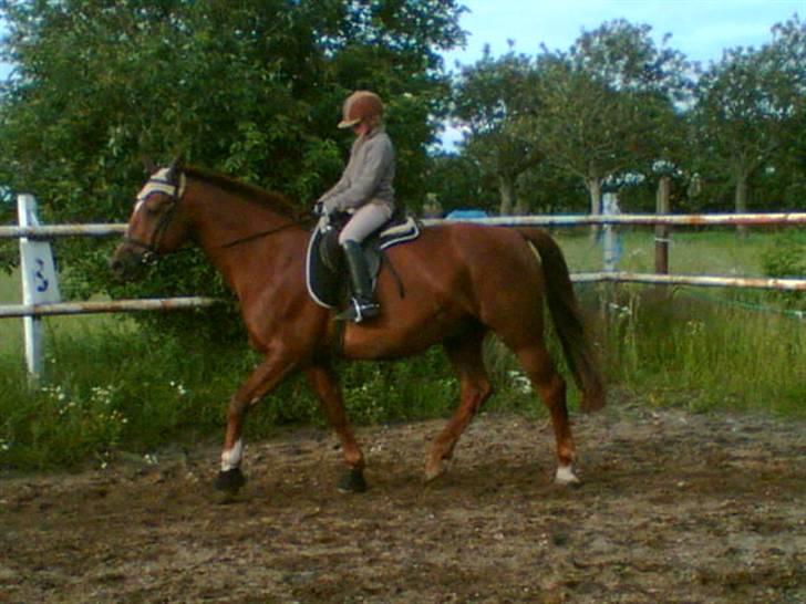 Dansk Varmblod Firaz - Min datter syntes det er sjovt at ride på mor´s hest... billede 10