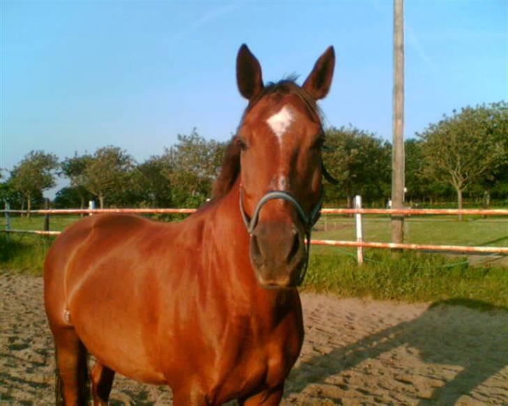 Dansk Varmblod Firaz - Firaz stiller sig gerne op til et billede... billede 11