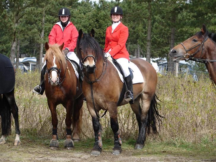 Nordsvensk Skovhest Herkules (Solgt) billede 14