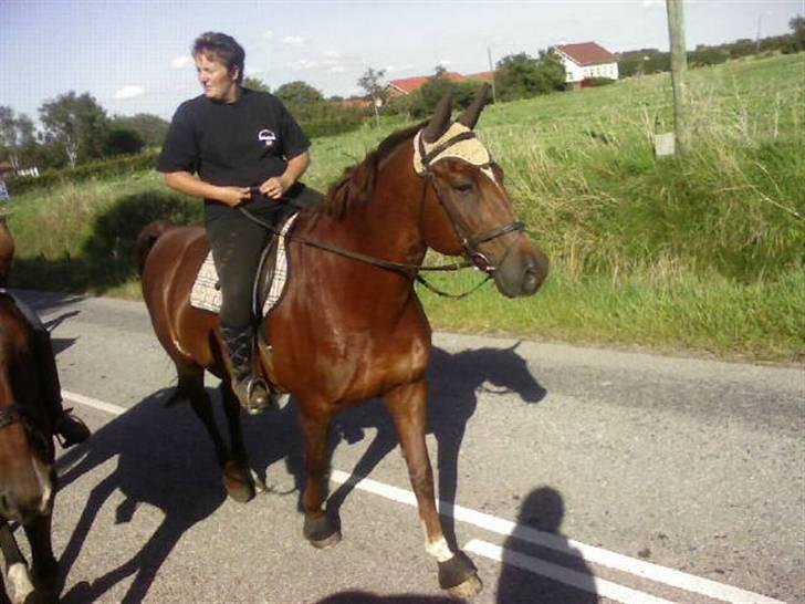 Dansk Varmblod Firaz - Her er vi på tur... billede 12