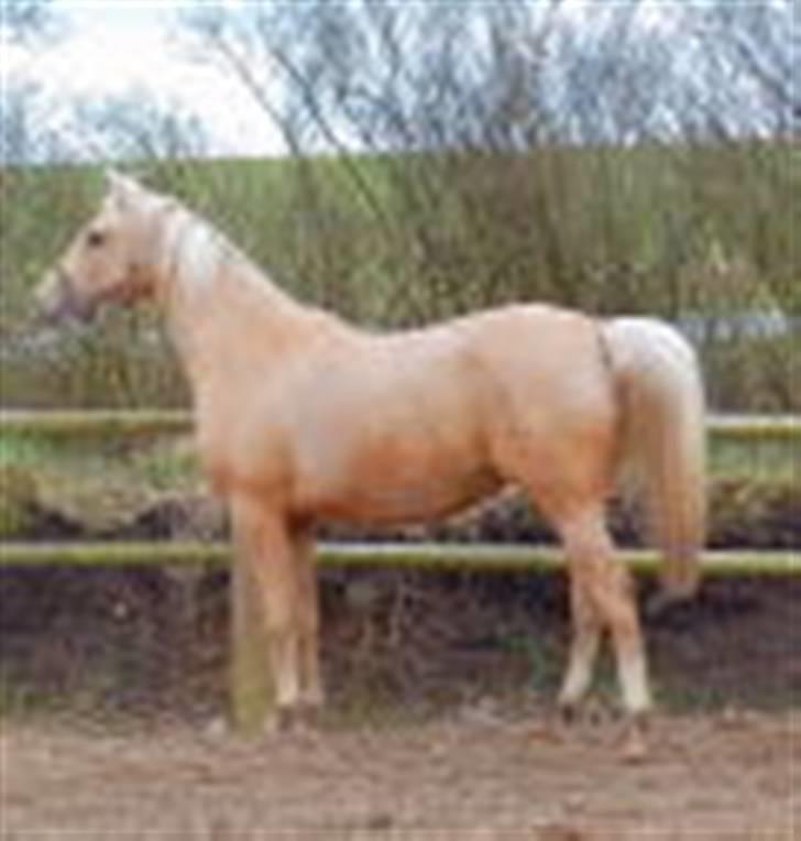 Palomino Divagé billede 17