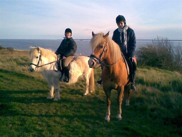Haflinger **Miss Sunshine** - Dejligt at være højt oppe:-D  Smuk udsigt. billede 12