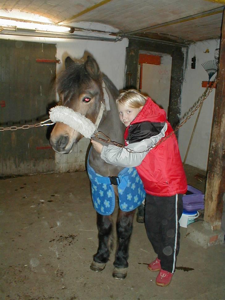 Anden særlig race Kurt ( Urt ) - Min gamle pony Bøllebob billede 19