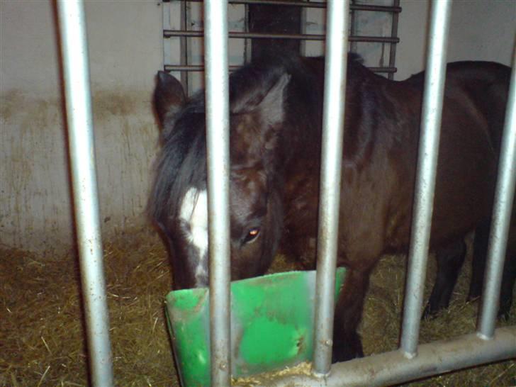 New Forest milton - mille har været ude og ride og skal have noget at spise :b -han går lige til sagen . billede 3