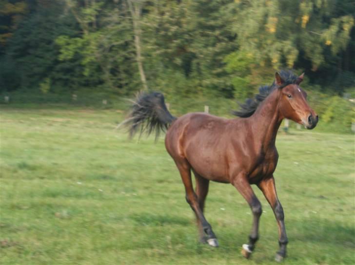 Anden særlig race Kings Champion. ( SOLGT ) - Lille Champ <3 billede 1