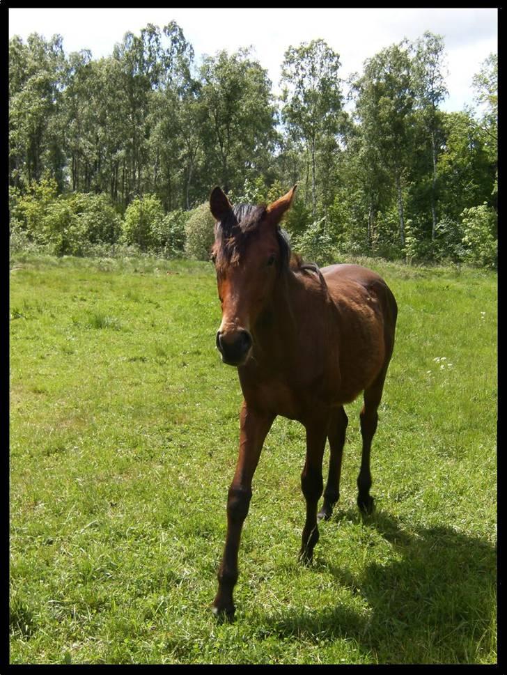 Anden særlig race Kings Champion. ( SOLGT ) billede 2