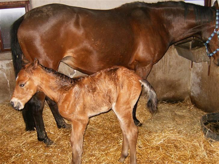 Anden særlig race Kings Champion. ( SOLGT ) - lige kommet til verden :) billede 4