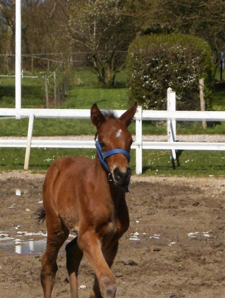 Anden særlig race Kings Champion. ( SOLGT ) billede 5