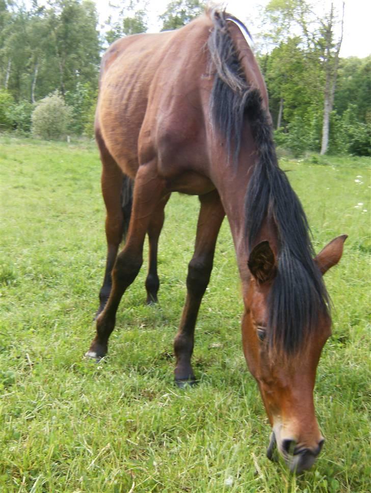Anden særlig race Kings Champion. ( SOLGT ) - Maj 09 billede 6