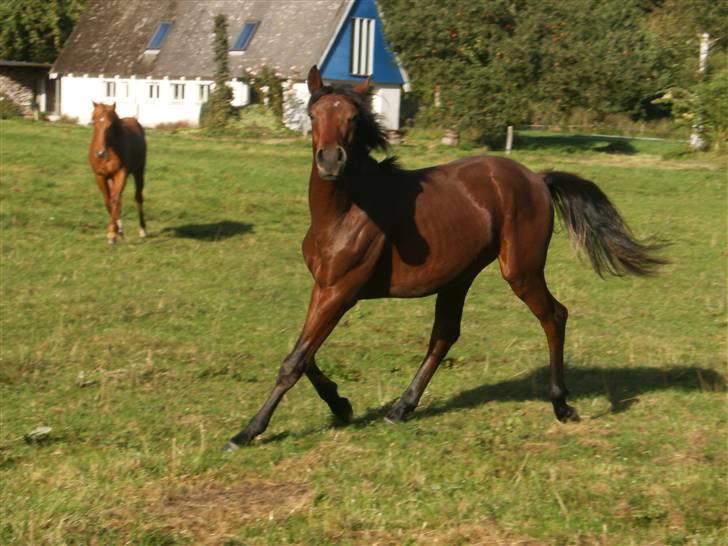 Anden særlig race Kings Champion. ( SOLGT ) - Sep.09  billede 7