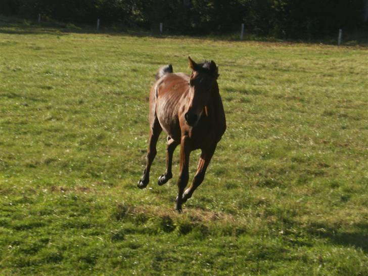Anden særlig race Kings Champion. ( SOLGT ) - Sep.09 billede 8