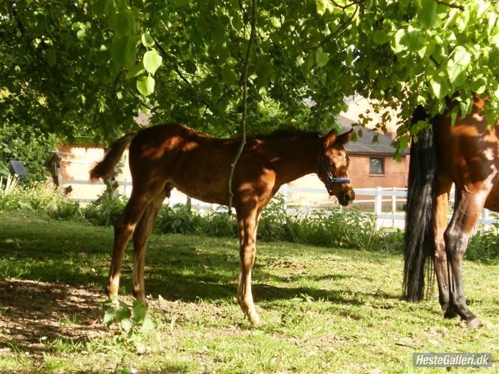 Anden særlig race Kings Champion. ( SOLGT ) billede 9