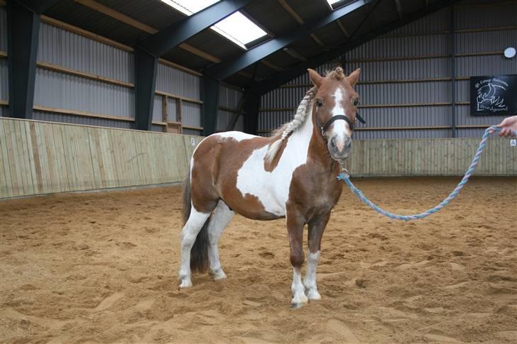 Shetlænder hr. nicolajsen billede 1
