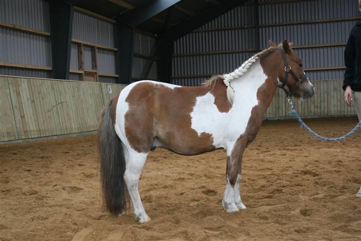 Shetlænder hr. nicolajsen billede 2