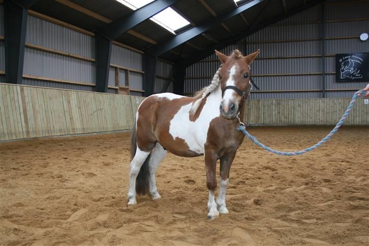 Shetlænder hr. nicolajsen billede 3