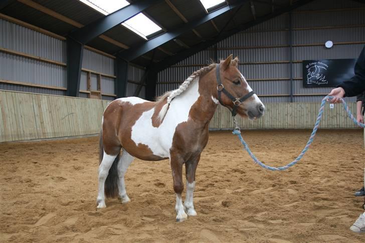Shetlænder hr. nicolajsen billede 4