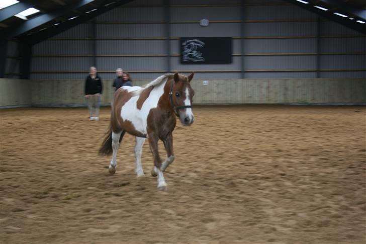 Shetlænder hr. nicolajsen billede 5