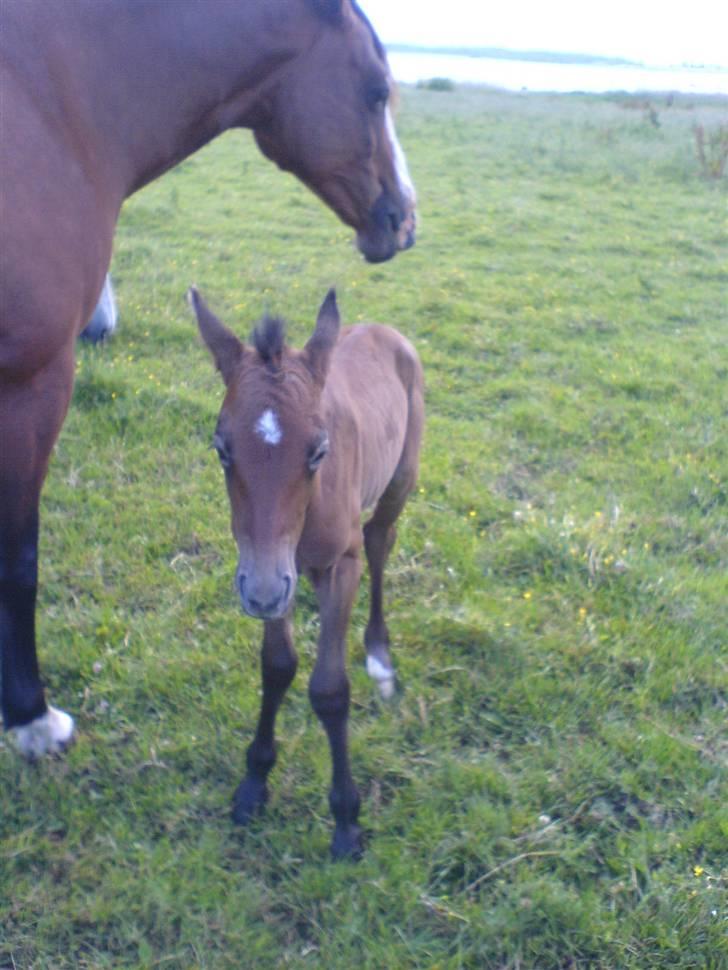 Holstener Qucelli Z R.I.P 24/4-2013 - det er svært at stå på sine ben den første dag. billede 12