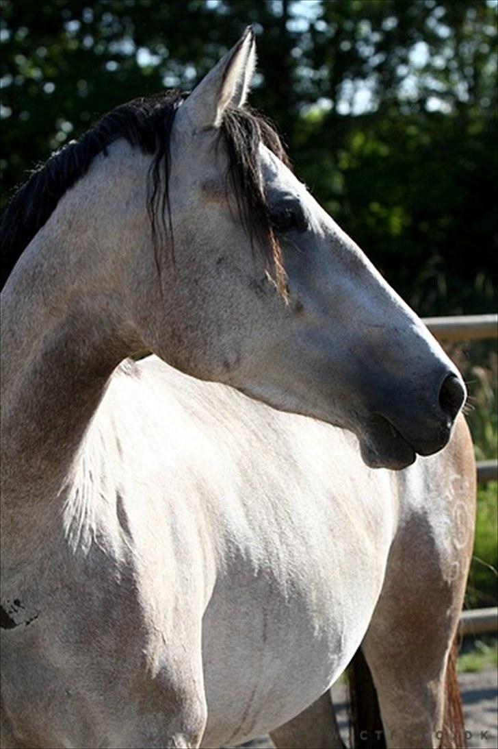 Holstener Qucelli Z R.I.P 24/4-2013 billede 13