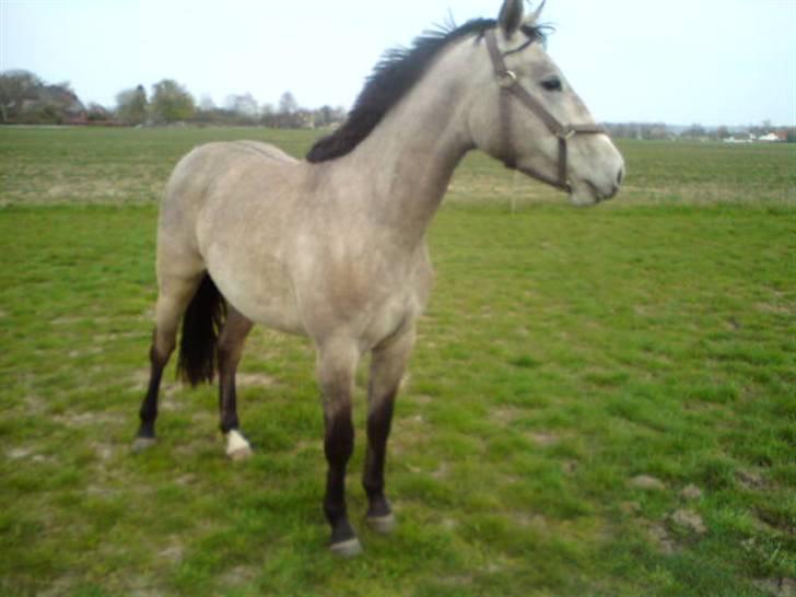 Holstener Qucelli Z R.I.P 24/4-2013 - er lidt over et år gammel billede 14