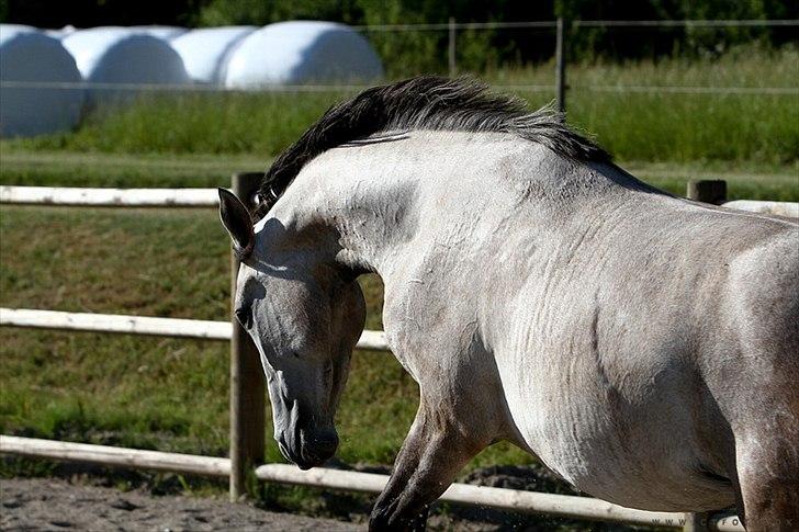 Holstener Qucelli Z R.I.P 24/4-2013 billede 15