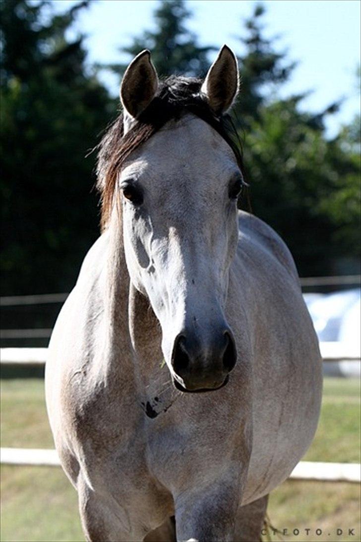 Holstener Qucelli Z R.I.P 24/4-2013 billede 16