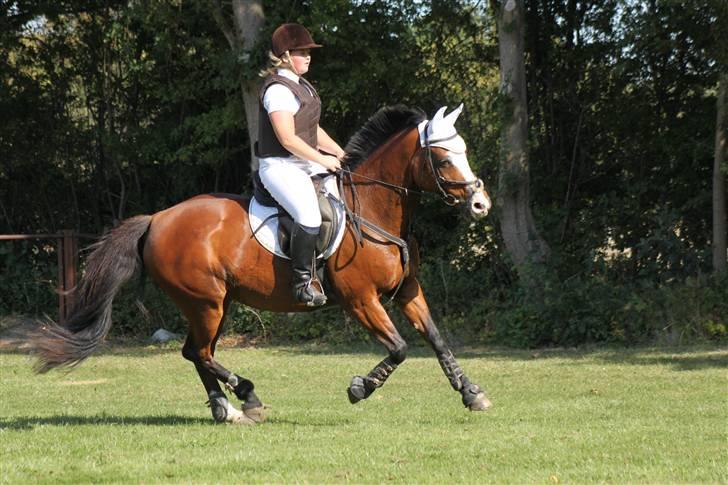 Holstener Queen z R.I.P. 5/1-2012 - mlr 20 sep. 2009 billede 10
