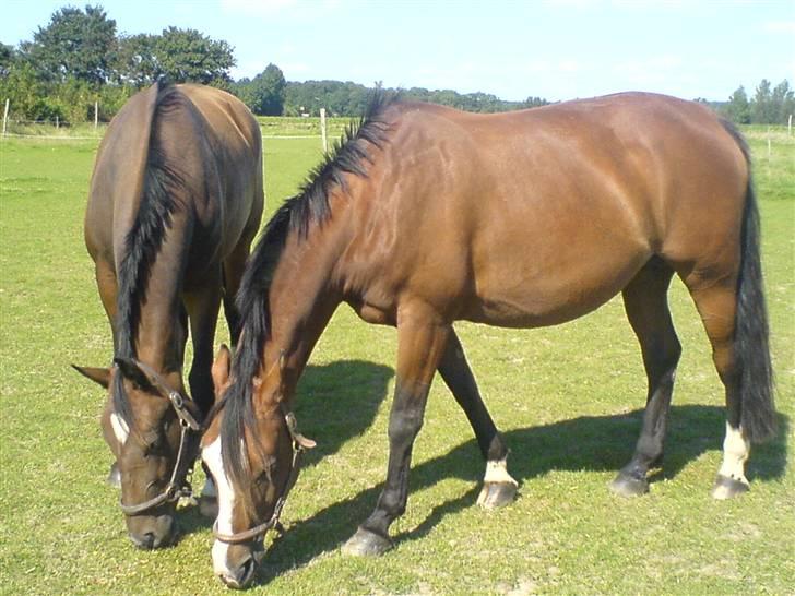 Holstener Cissè Qnego Z billede 3