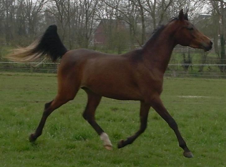 Arabisk fuldblod (OX) Heavens Athene  - Athene hygger sig på marken billede 1