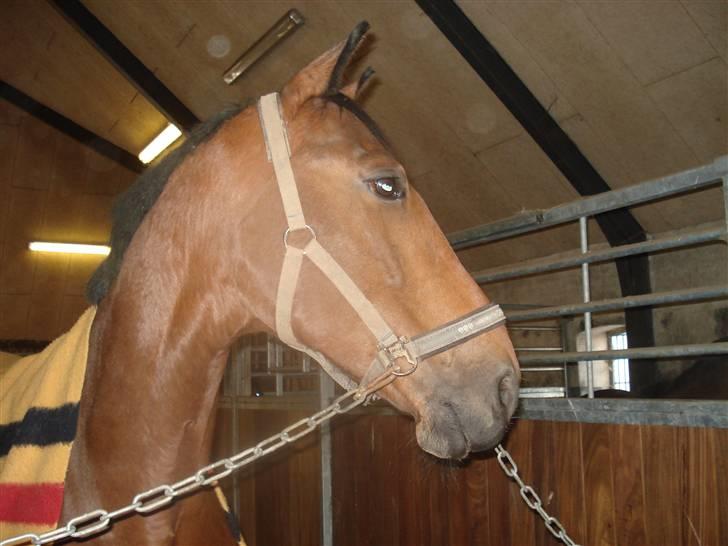 Dansk Varmblod Poseidon billede 4