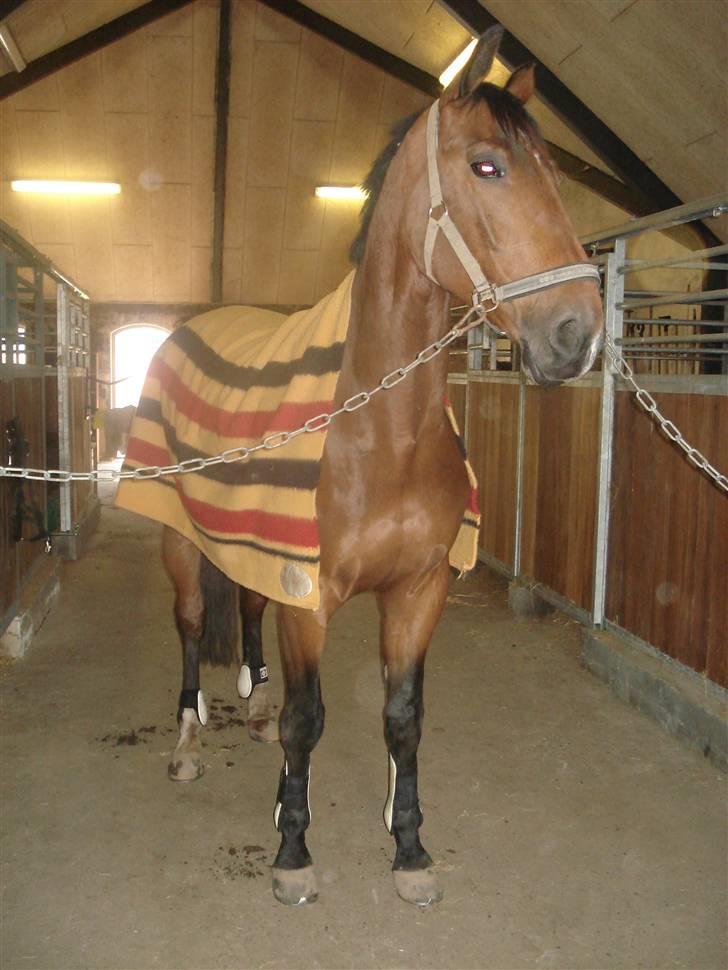 Dansk Varmblod Poseidon - klar til at springe billede 5